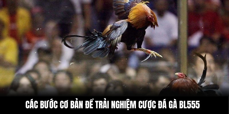 Các bước cơ bản để trải nghiệm cược đá gà BL555