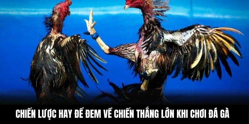 Chiến lược hay để đem về chiến thắng lớn khi chơi đá gà