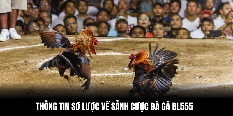 Thông tin sơ lược về sảnh cược đá gà BL555
