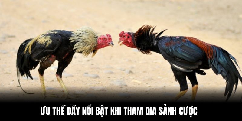Ưu thế đầy nổi bật khi tham gia sảnh cược